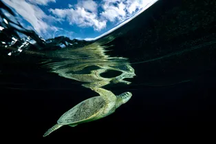 Хорошие новости: зеленая черепаха больше не находится на грани вымирания Хорошие новости: зеленая черепаха больше не находится на грани вымирания