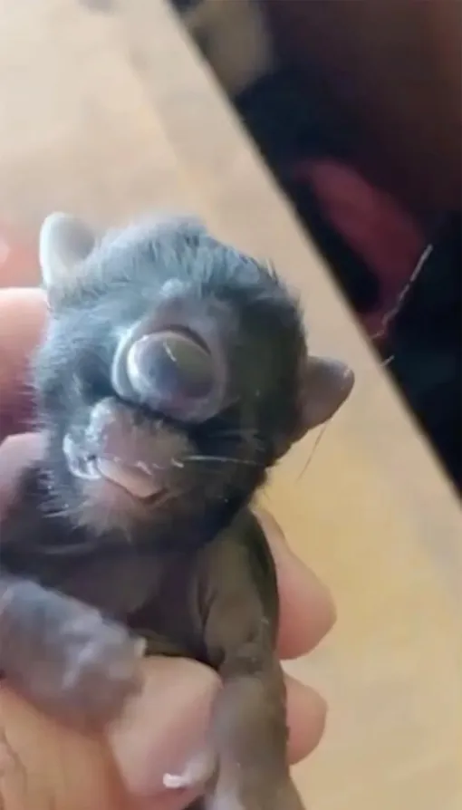 Котенок умер через два дня из-за затрудненного дыхания, вызванного заболеванием. / Котенок умер через два дня из-за затрудненного дыхания, вызванного заболеванием. /