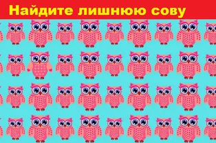 Найдите лишнюю сову: у вас есть всего 6 секунд на поиск