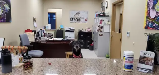 Пес веселился всю ночь напролет Пес веселился всю ночь напролет