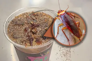 В Китае подают кофе с тараканами и мучными червями! Узнайте цену