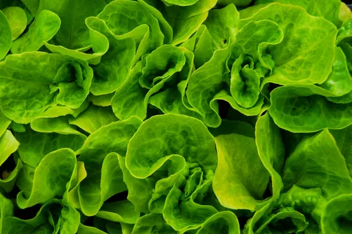 Салат вместо котлеты? Растения научили производить мясной белок Салат вместо котлеты? Растения научили производить мясной белок