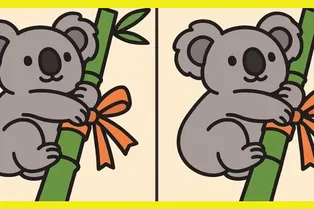 Между очаровательными коалами есть 3 отличия. Получится ли их найти? Между очаровательными коалами есть 3 отличия. Получится ли их найти?