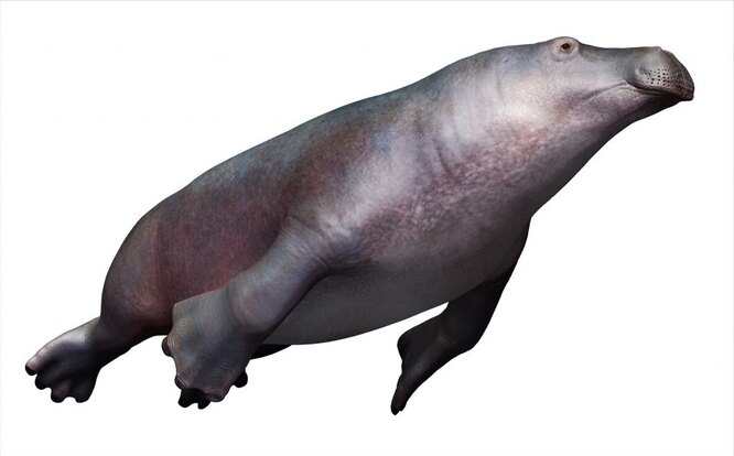 Desmostylus'un görünüşünün yeniden inşası /