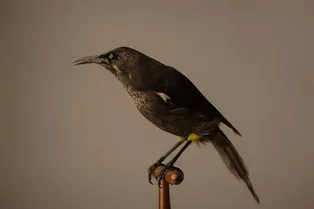 6 животных, которые являются последними представителями своего вида 6 животных, которые являются последними представителями своего вида