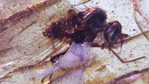 Муха (Diptera: Brachycera)