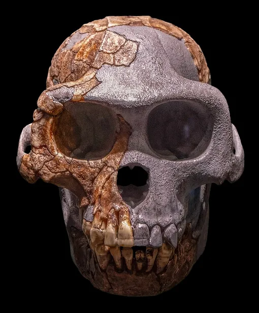 Череп Ardipithecus ramidus Череп Ardipithecus ramidus