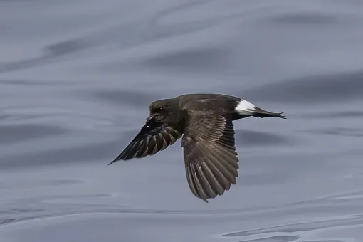 Средиземноморский буревестник (Прямохвостая качурка) Hydrobates pelagicus melitensis.