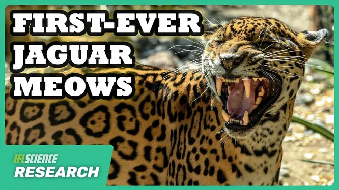 Нажми и смотри