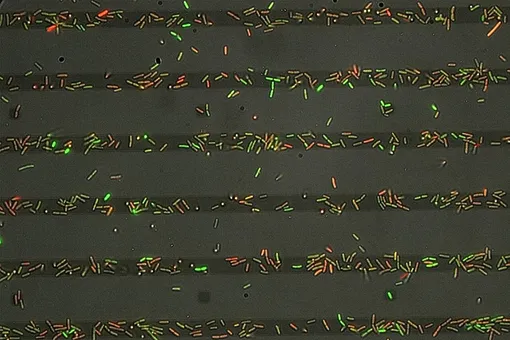 Сахарные тропы Сахарные тропы