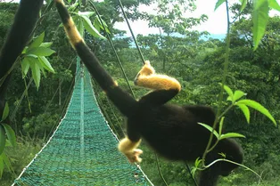 Почему дикие обезьяны внезапно пожелтели: любопытное открытие Почему дикие обезьяны внезапно пожелтели: любопытное открытие