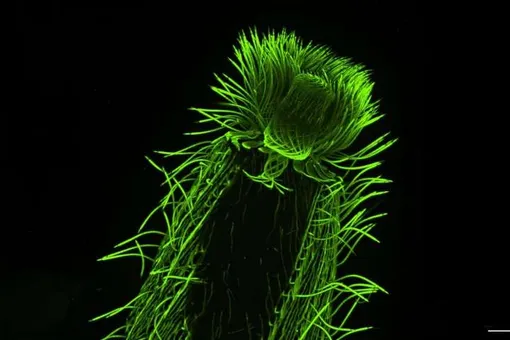 Ученые впервые рассмотрели внутреннее устройство сотен видов планктона Ученые впервые рассмотрели внутреннее устройство сотен видов планктона