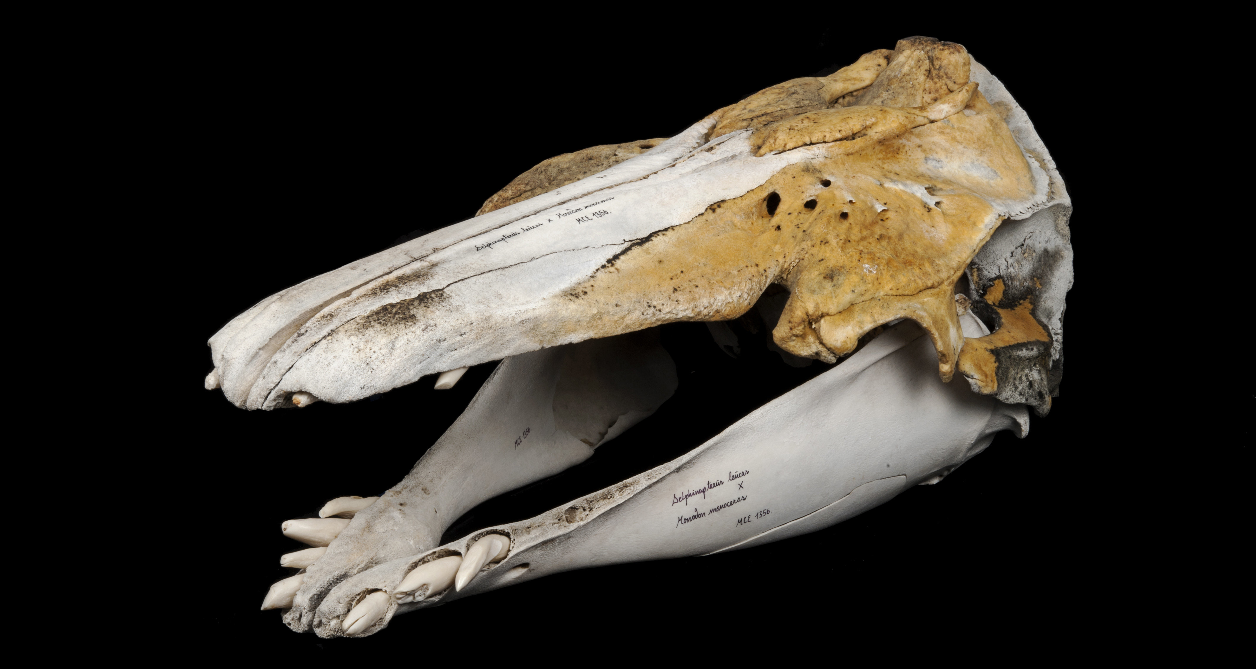 Терең жұтқыншақ порно