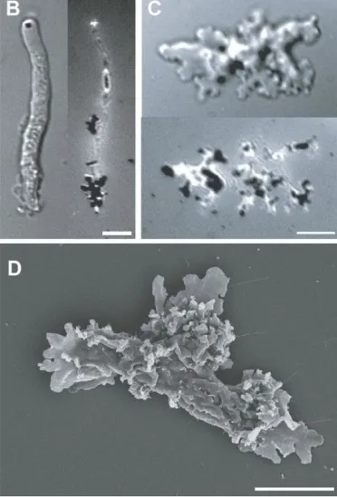 Филогенетические, морфологические и физиологические данные подтверждают новый род и вид амеб — Incendiamoeba cascadensis.