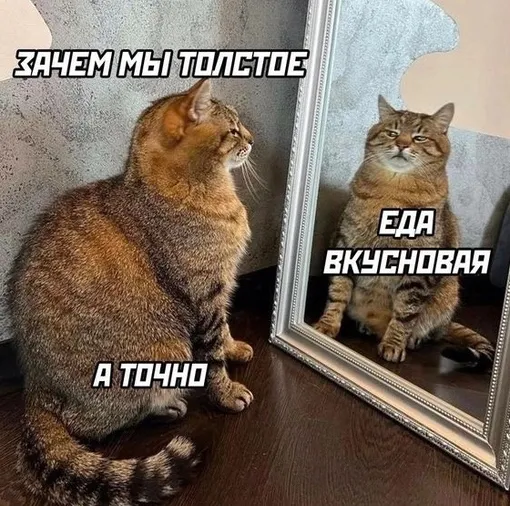 Кот в зеркале