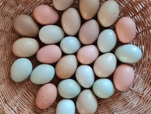 И хоть такие яйца похожи на пасхальные, цвет скорлупы естественный — все дело в породе несушки. Цветные яйца