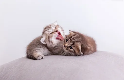 котята котята