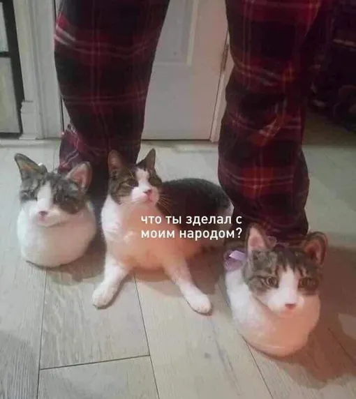 Кот