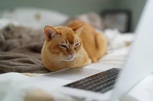 Почему кошки любят спать на ноутбуке? Почему кошки любят спать на ноутбуке?