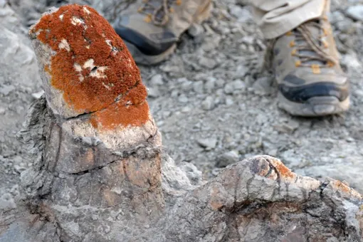 Оранжевые лишайники помогают находить кости динозавров: новое решение для палеонтологии Оранжевые лишайники помогают находить кости динозавров: новое решение для палеонтологии