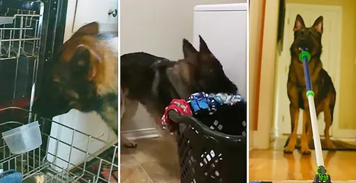 Пес помогает по дому Пес помогает по дому