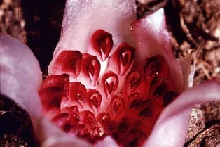 Ученые начали спасать необычные орхидеи, которые цветут под землей