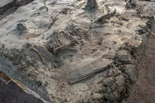 Археологи обнаружили ритуальное захоронение собаки в болотах Швеции