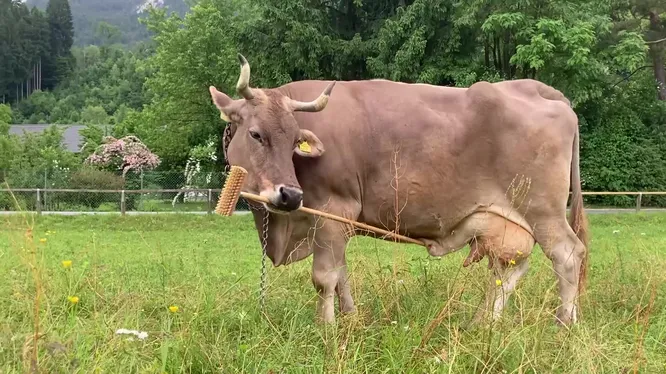 Нажми и смотри