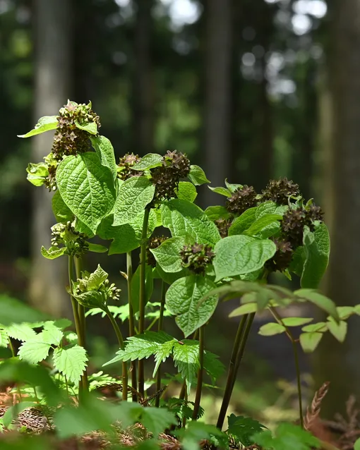 Vincetoxicum nakaianum