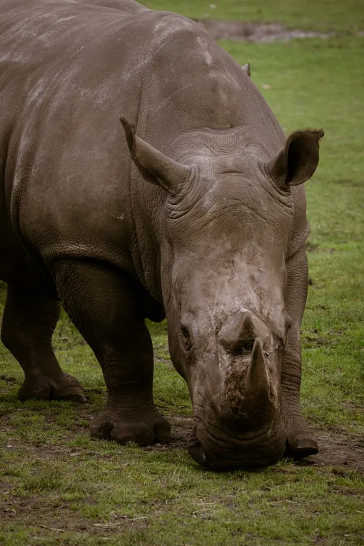 носорог ест