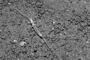 «Новенький»: как в пещере Туркменистана нашли неизвестное науке животное «Новенький»: как в пещере Туркменистана нашли неизвестное науке животное