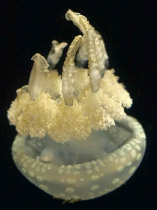 Mastigias papua