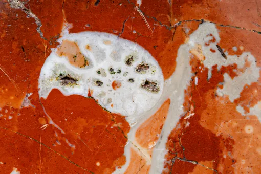 Юрский аммонит (около 185 млн лет)