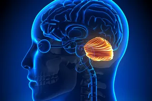 Мозжечок играет древнюю и важную роль в способности человека говорить