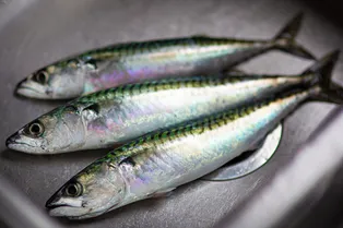 «Это есть нельзя!»: врач рассказал, чем может быть опасна всеми любимая селедка «Это есть нельзя!»: врач рассказал, чем может быть опасна всеми любимая селедка