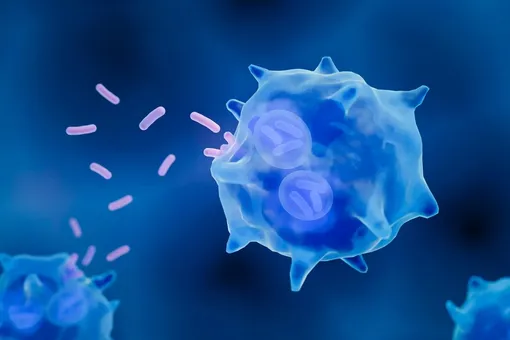 Огромный макрофаг глотает патогены. Огромный макрофаг глотает патогены.