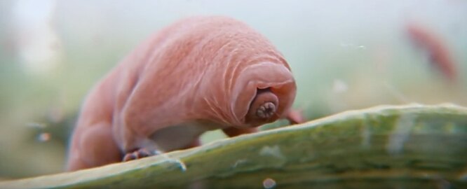 Tardigrat