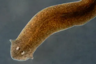 Как животным удается регенерировать глаза и почему мы так не можем