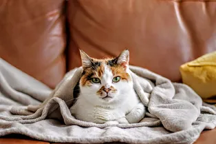 Ученые узнали, почему коты точат когти об мебель Ученые узнали, почему коты точат когти об мебель