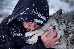 Человек спас волка от эвтаназии, и теперь они лучшие друзья Человек спас волка от эвтаназии, и теперь они лучшие друзья