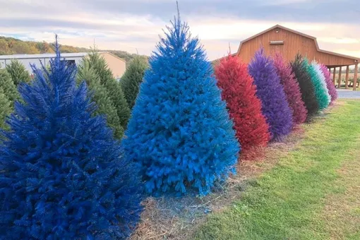 В США продают окрашенные новогодние елки: безопасная новинка или вредная мода? В США продают окрашенные новогодние елки: безопасная новинка или вредная мода?