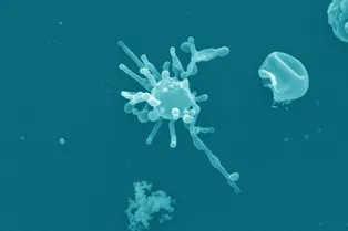 Как возникли сложные клетки, из которых состоят животные и растения Как возникли сложные клетки, из которых состоят животные и растения