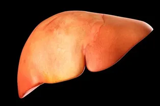 Любопытное исследование: выяснилось, что печень не стареет даже у пожилых людей