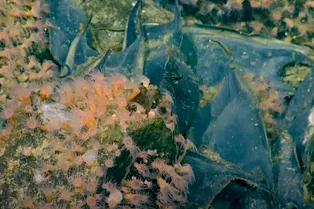 Ученые обнаружили, что древний подводный вулкан все еще активен — и покрыт миллионом яиц Ученые обнаружили, что древний подводный вулкан все еще активен — и покрыт миллионом яиц