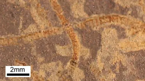 Образцы редких, исключительно хорошо сохранившихся окаменелостей морских водорослей с территории Юкон, Канада. Этим окаменелостям почти миллиард лет, и они представляют собой одни из первых морских водорослей, известных в палеонтологической летописи, когда большую часть жизни еще приходилось рассматривать под микроскопом.