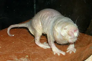 Переворот без жертв: у голых землекопов наблюдали «тихую» смену королевы