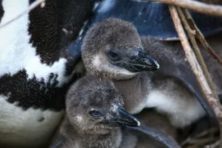 Популяция африканских пингвинов сократилась на 95% всего за несколько лет: все из-за исчезновения сардин Популяция африканских пингвинов сократилась на 95% всего за несколько лет: все из-за исчезновения сардин