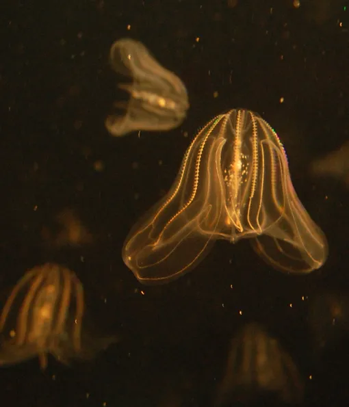 Гребневик Mnemiopsis leidyi Гребневик Mnemiopsis leidyi в аквариуме
