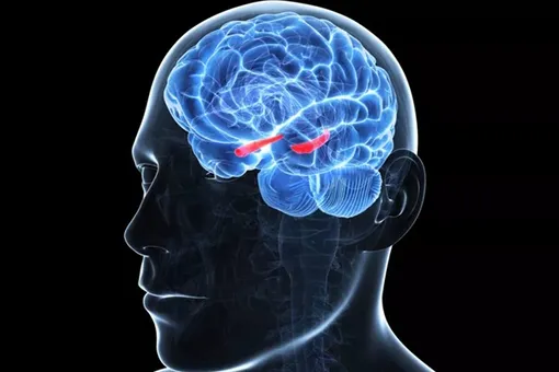 Мозг не устанавливает различий между личным воспоминаниями и общими знаниями Мозг не устанавливает различий между личным воспоминаниями и общими знаниями