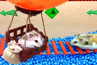 Фантастический лабиринт для хомячка: дорога приключений